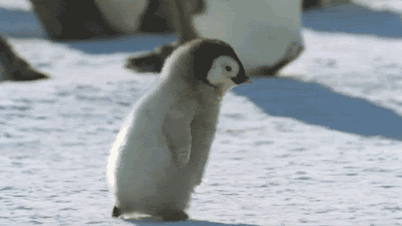 Pingüinito feliz corriendo decidido